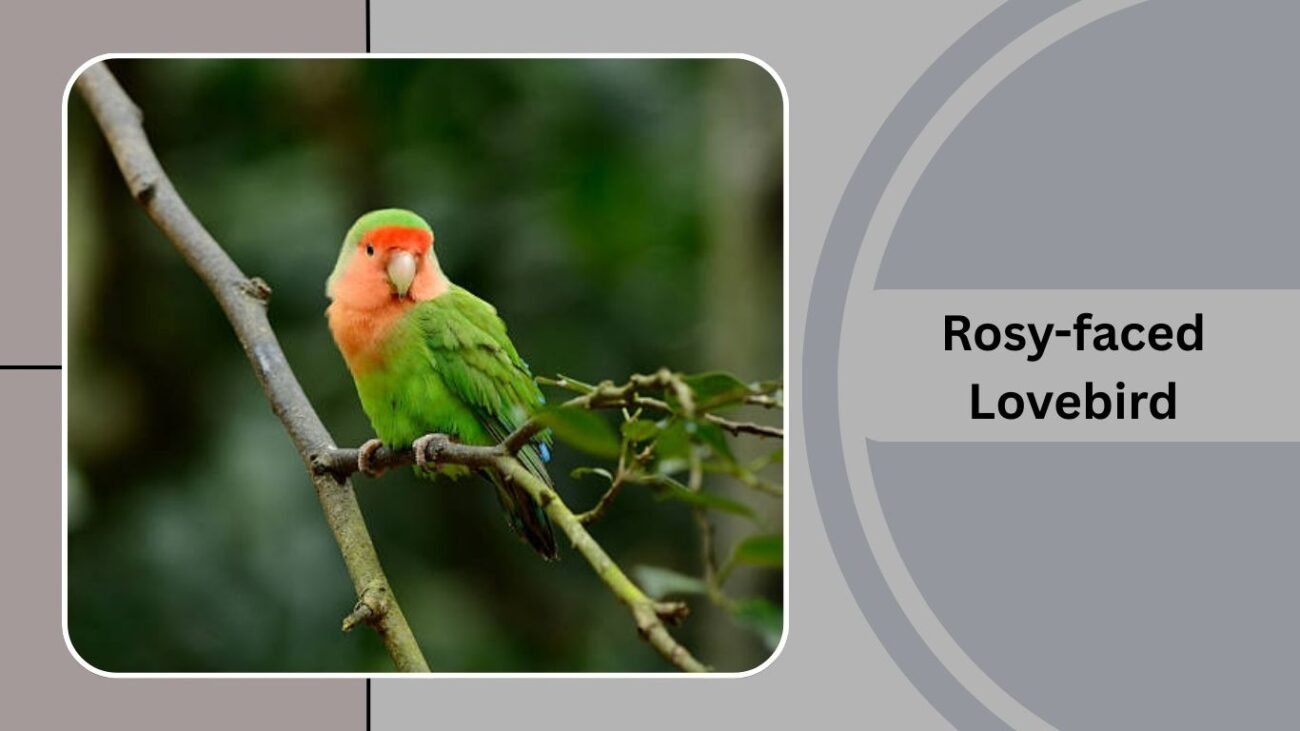 Rosy-faced Lovebird