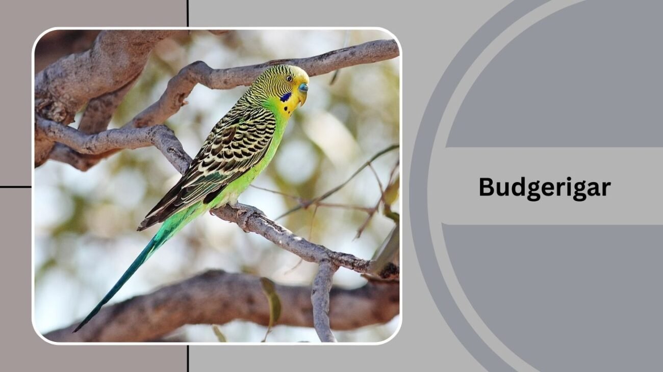 Budgerigar 