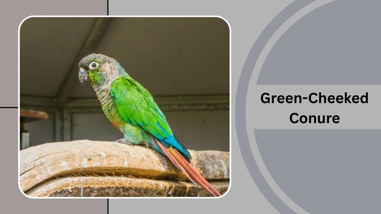 Green-Cheeked Conure