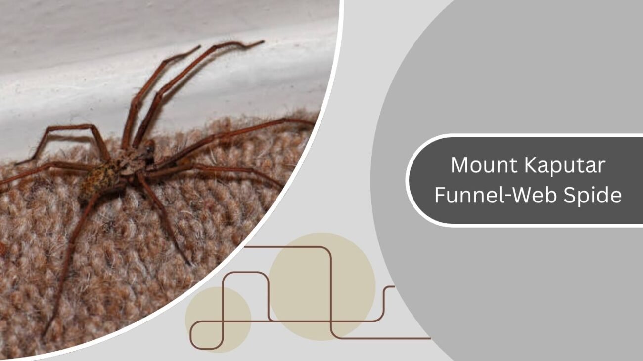 Giant House Spider