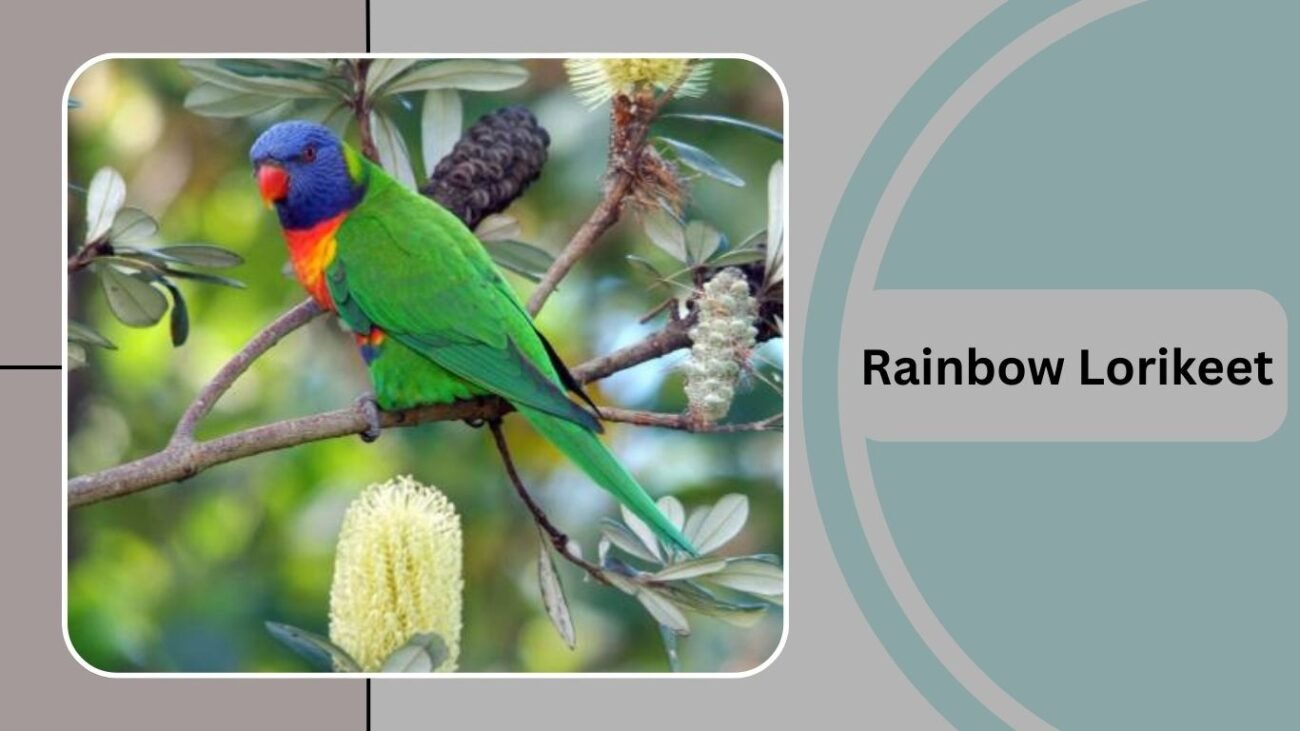 Rainbow Lorikeet