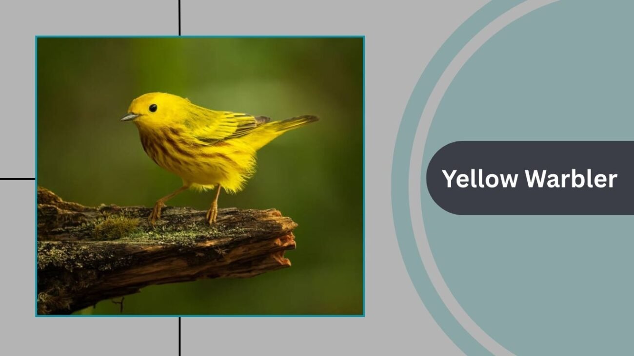 Yellow Warbler