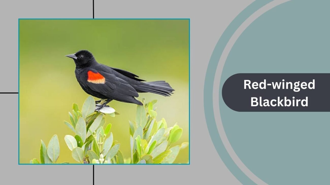 Red-winged Blackbird
