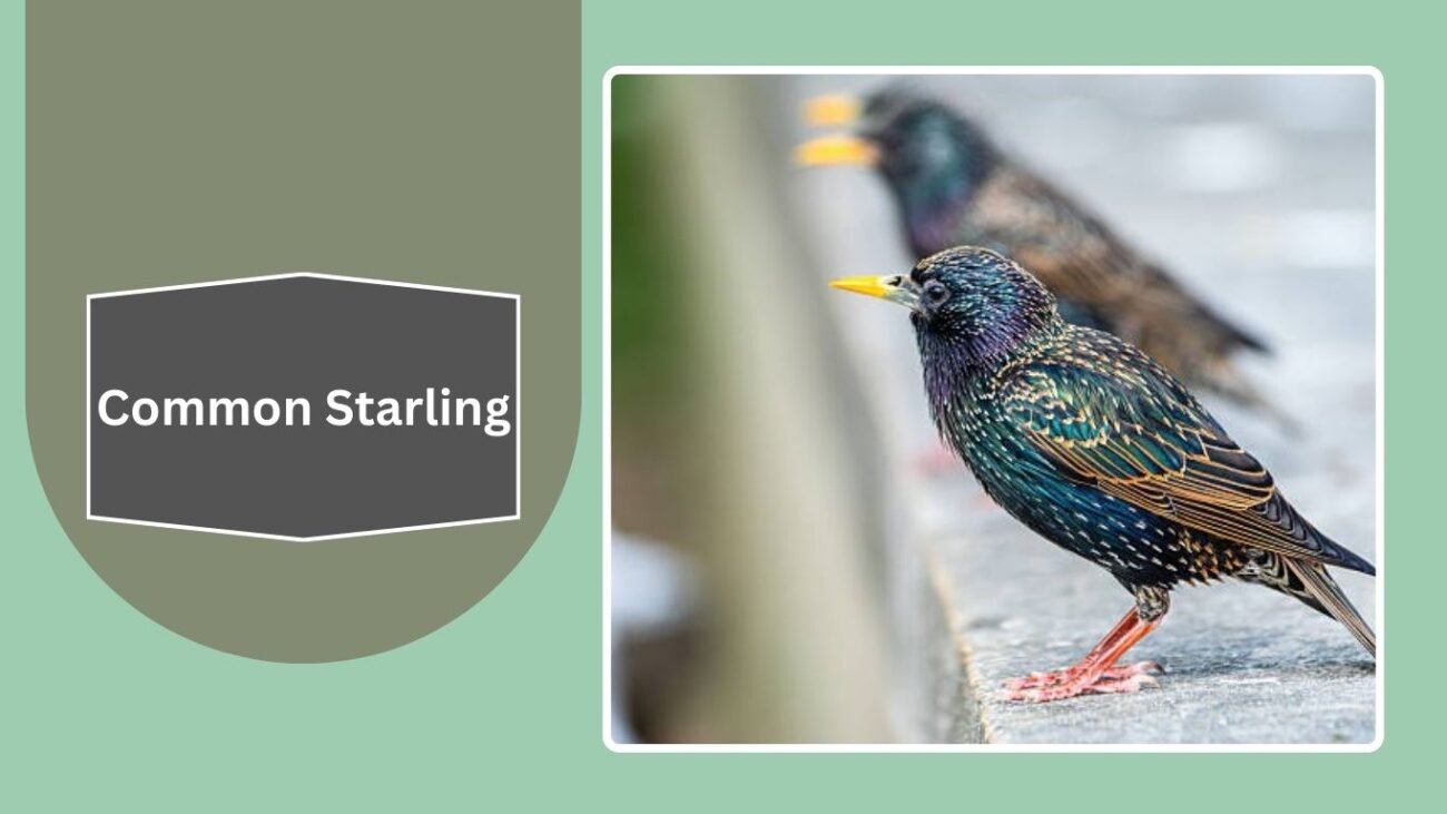  Common Starling