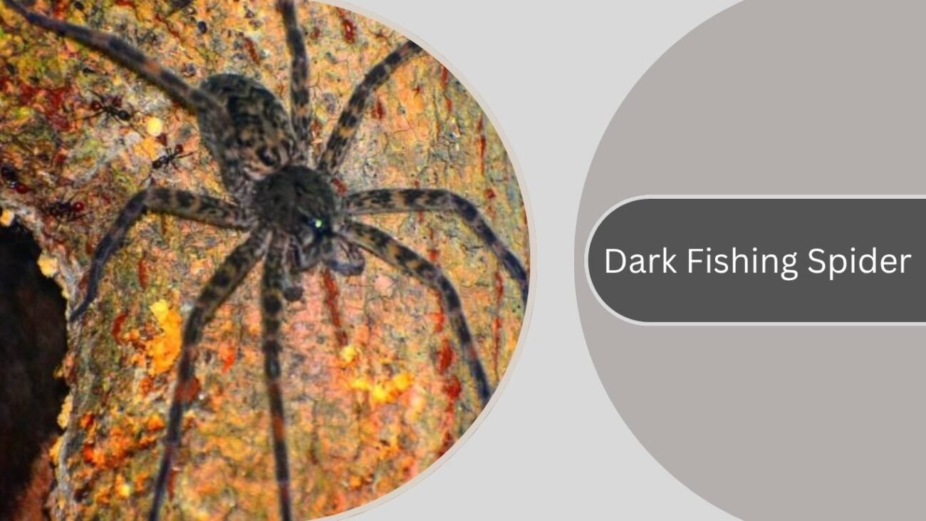 Dark Fishing Spider