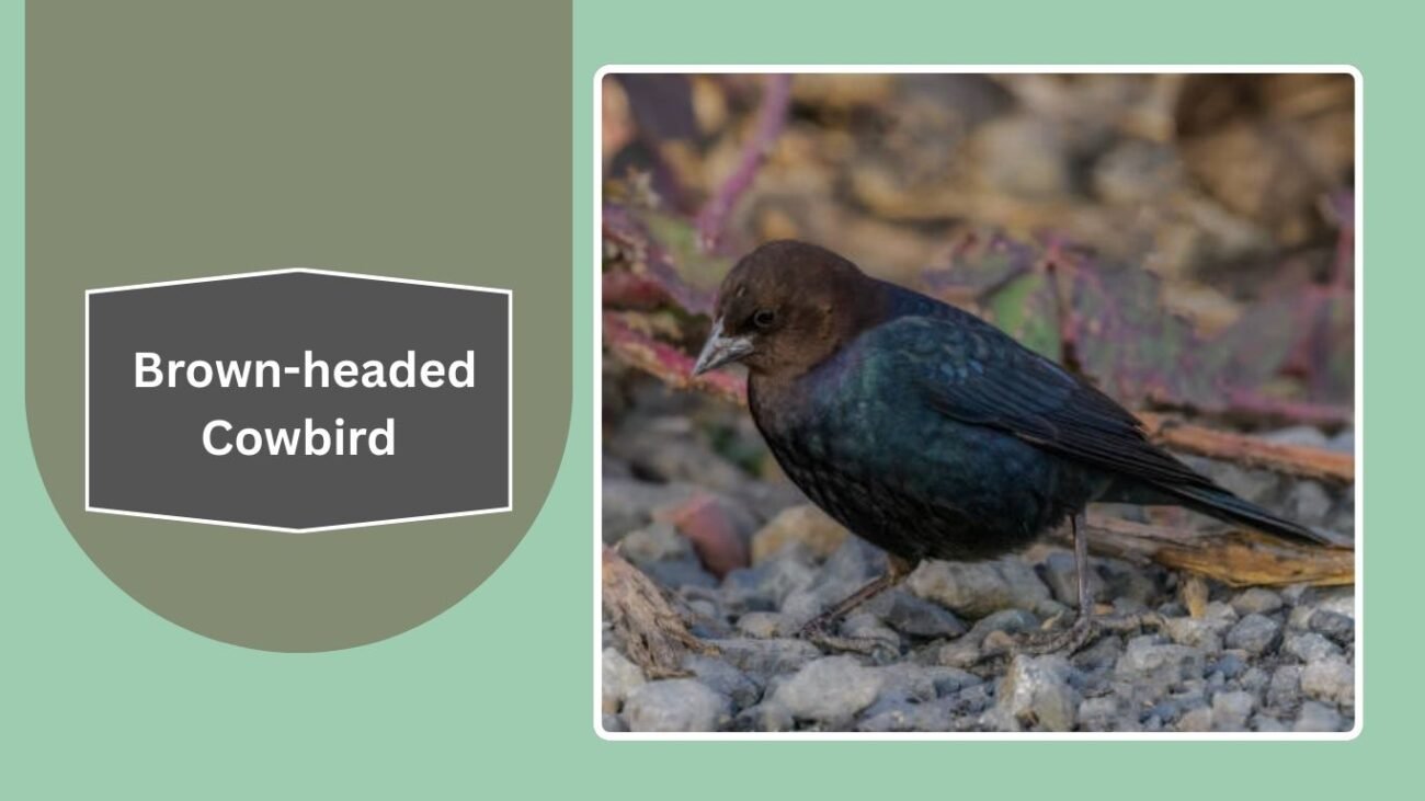 Brown-headed Cowbird