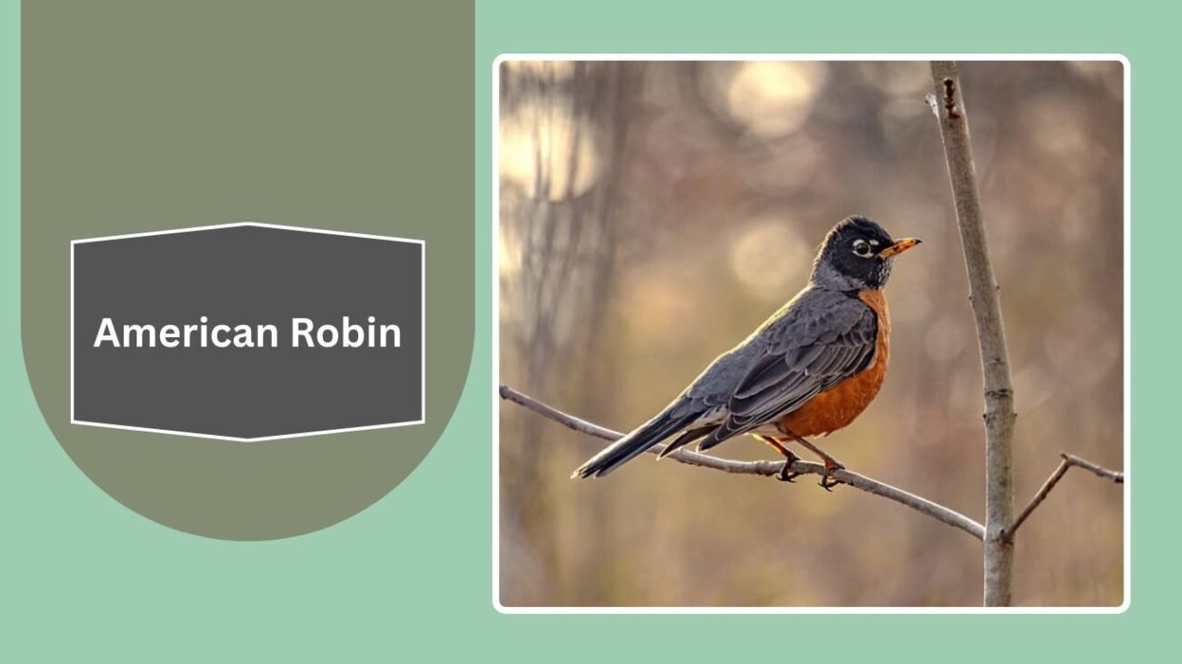 American Robin