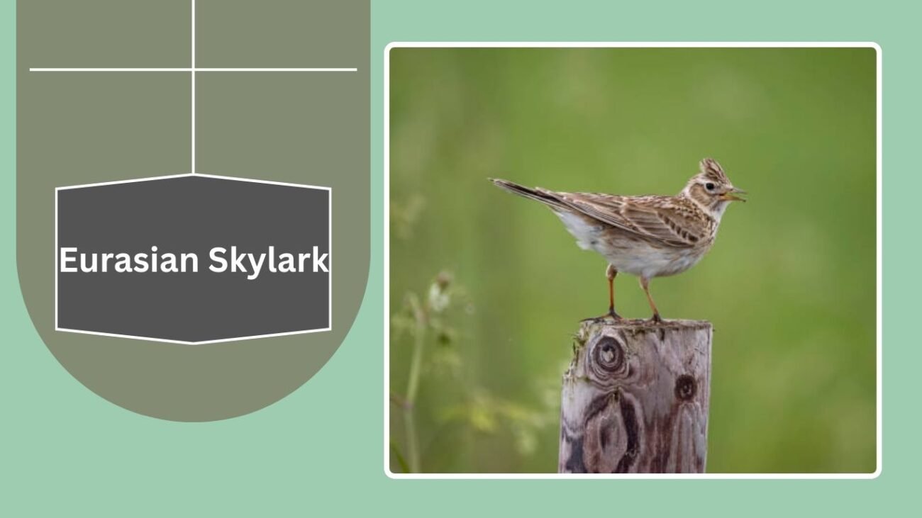 Eurasian Skylark