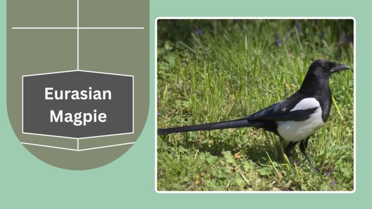 Magpie Variants 15 Types of Magpies: Identification With Pictures