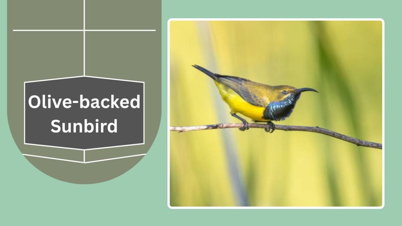 Olive-backed Sunbird