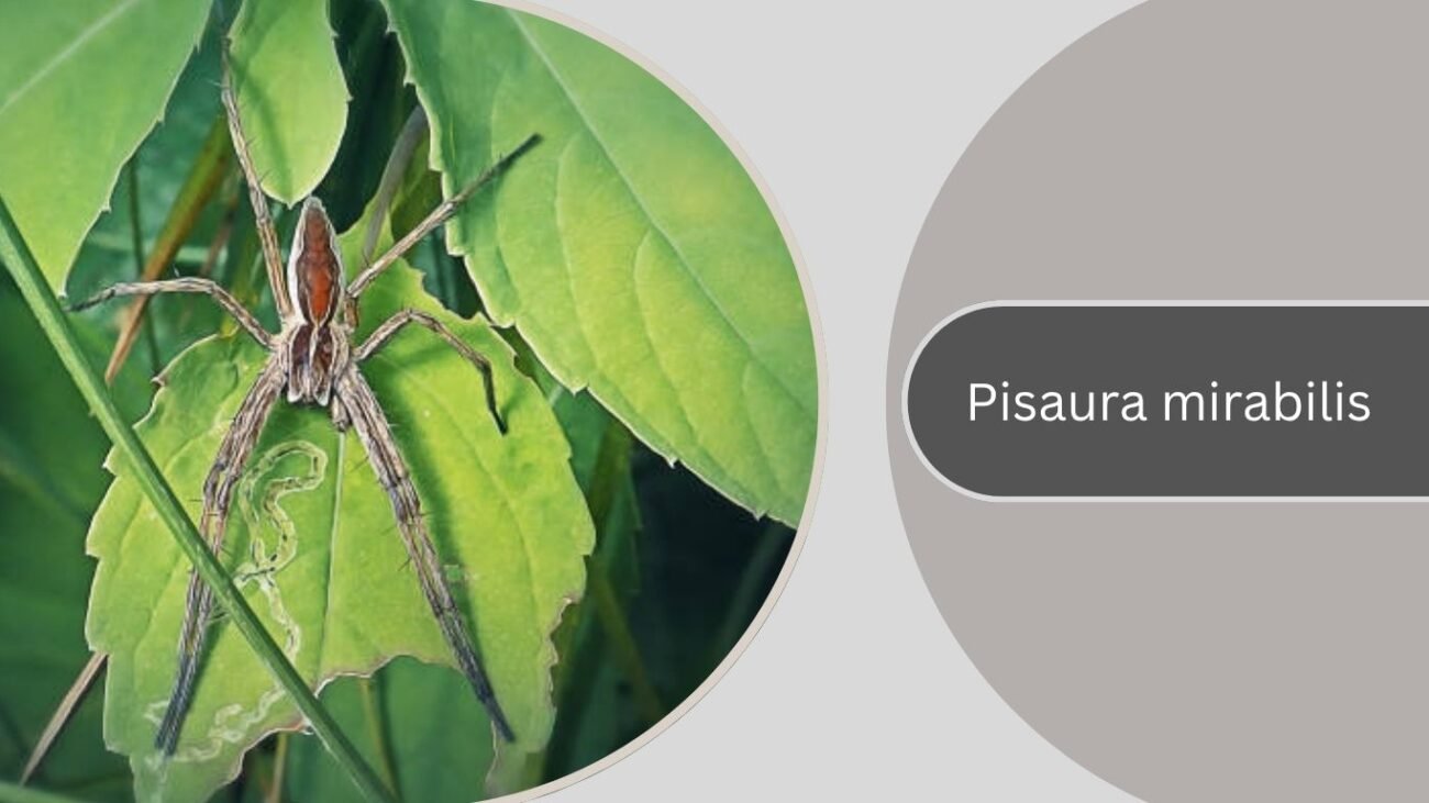 Pisaura mirabilis