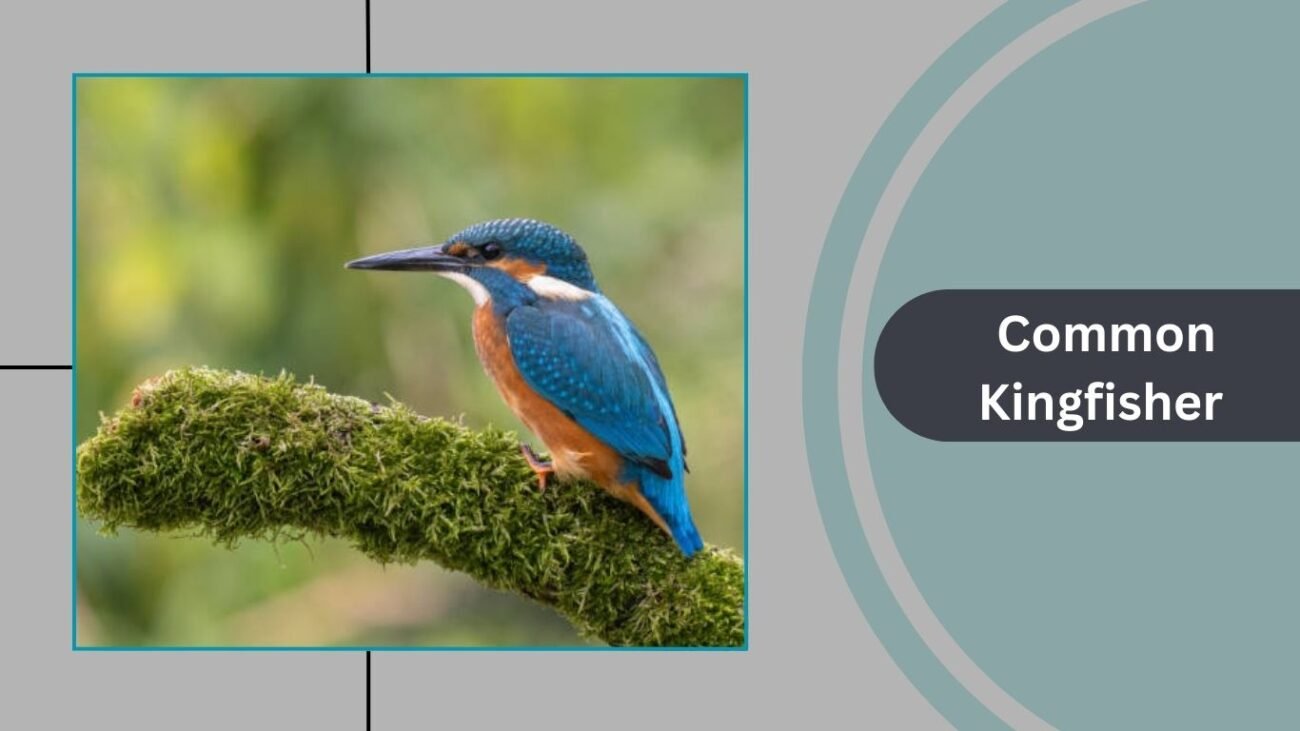 Common Kingfisher