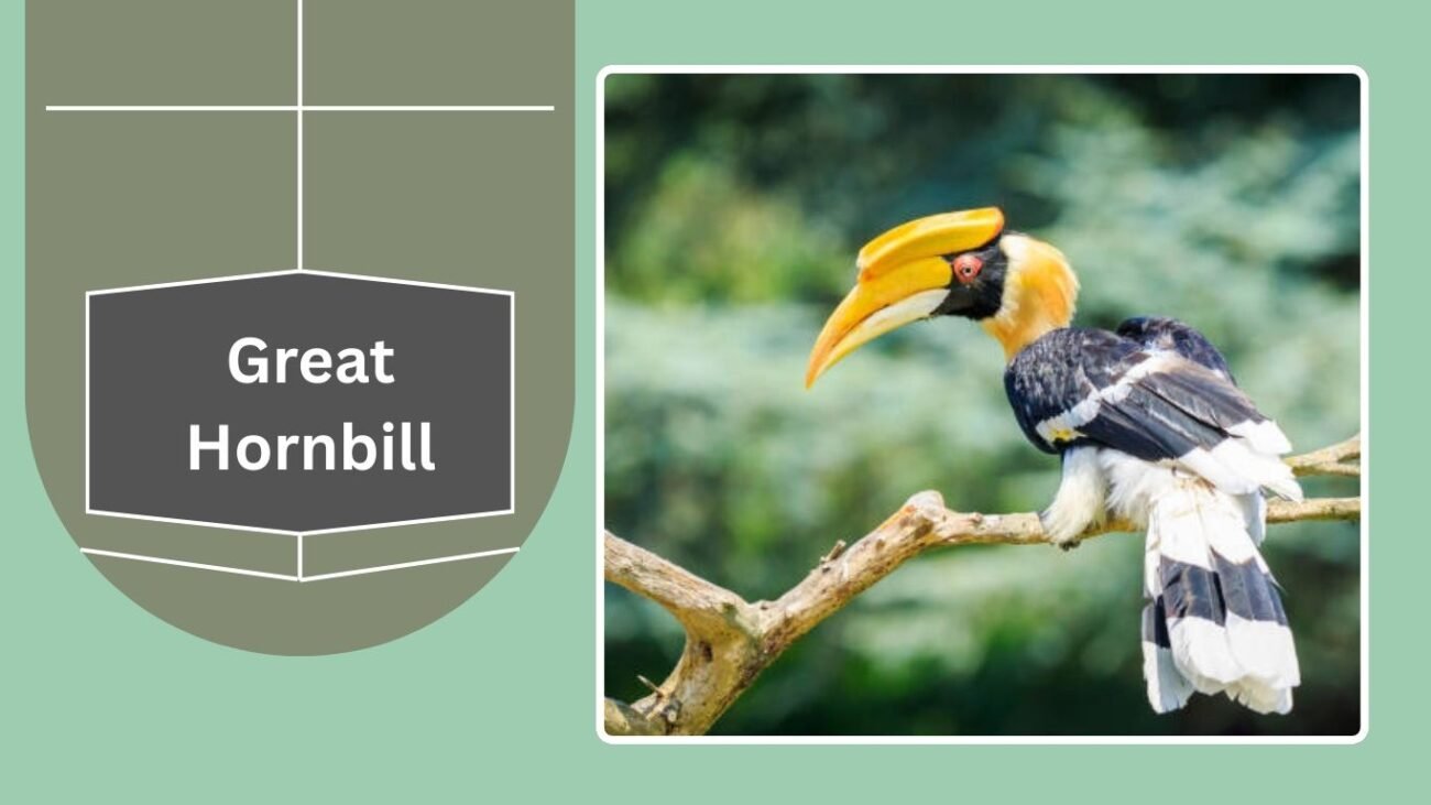 Great Hornbill