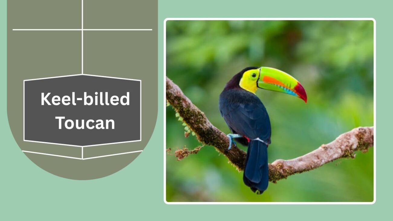 Keel-billed Toucan