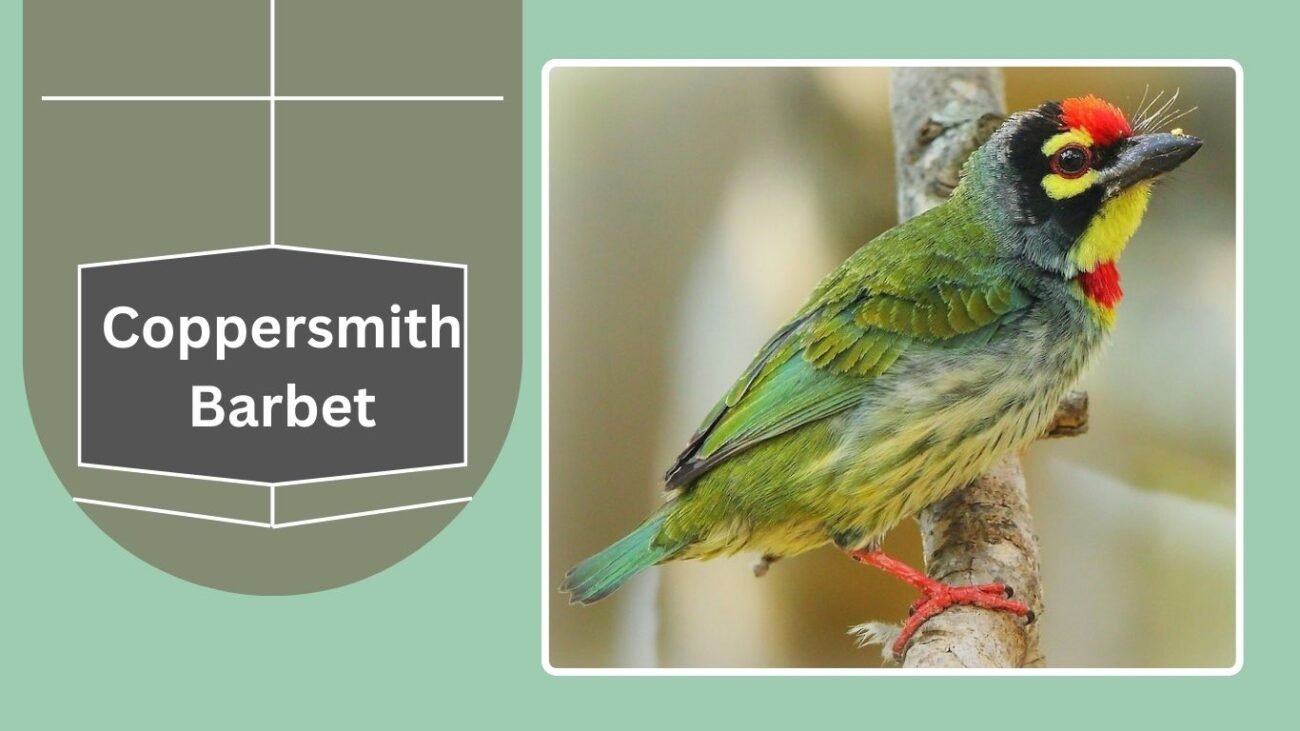 Coppersmith Barbet