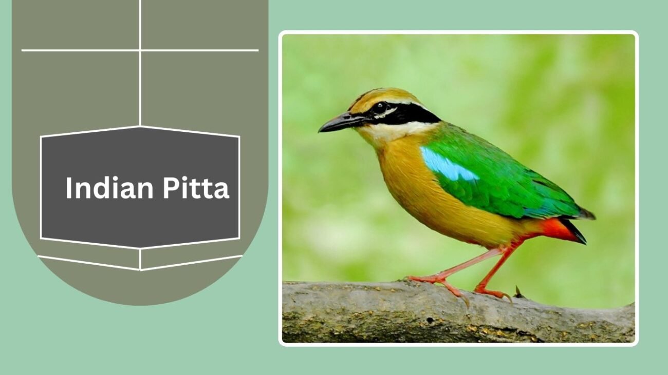 Indian Pitta