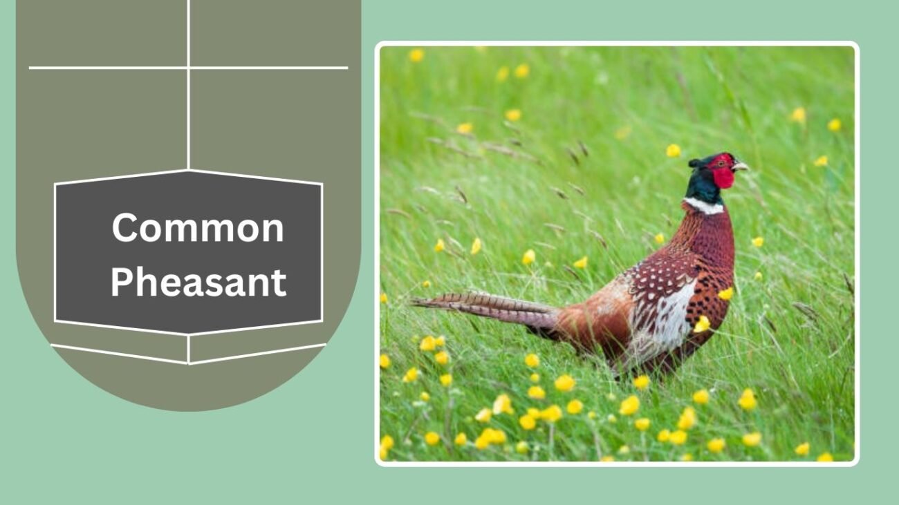 Common Pheasant