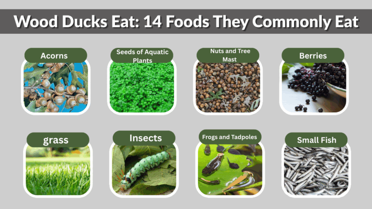 What Do Wood Ducks Eat