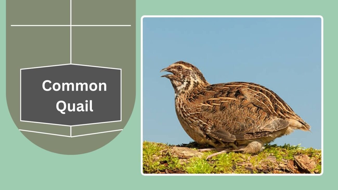 Common Quail