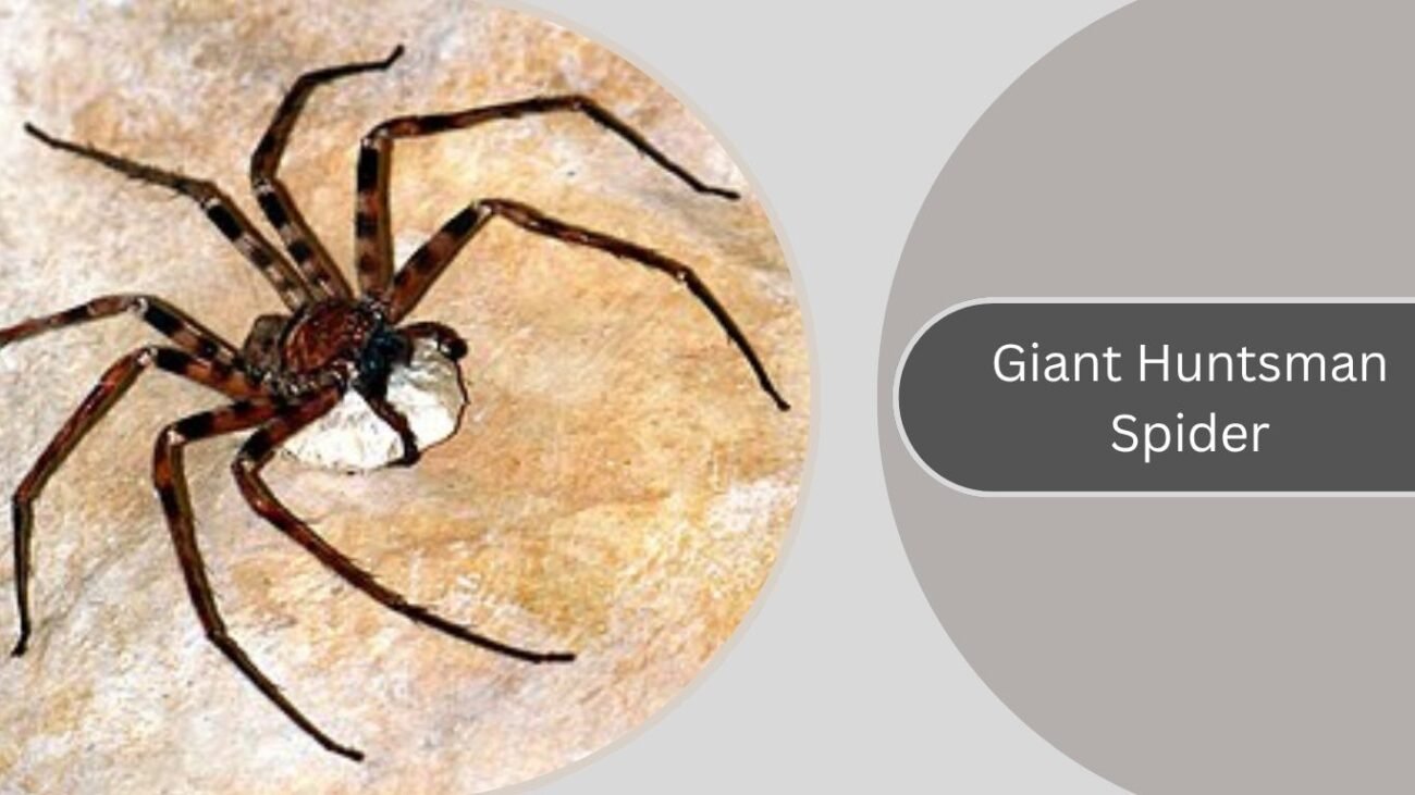 Giant Huntsman Spider