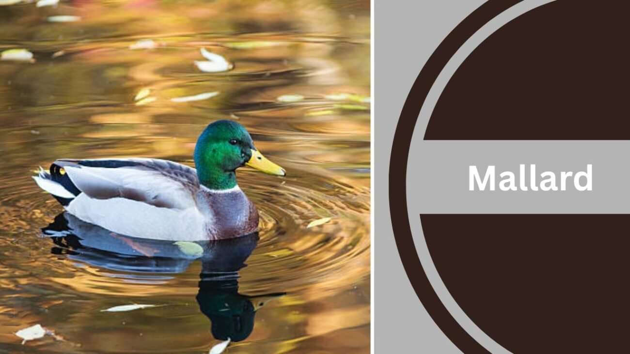 Mallard
