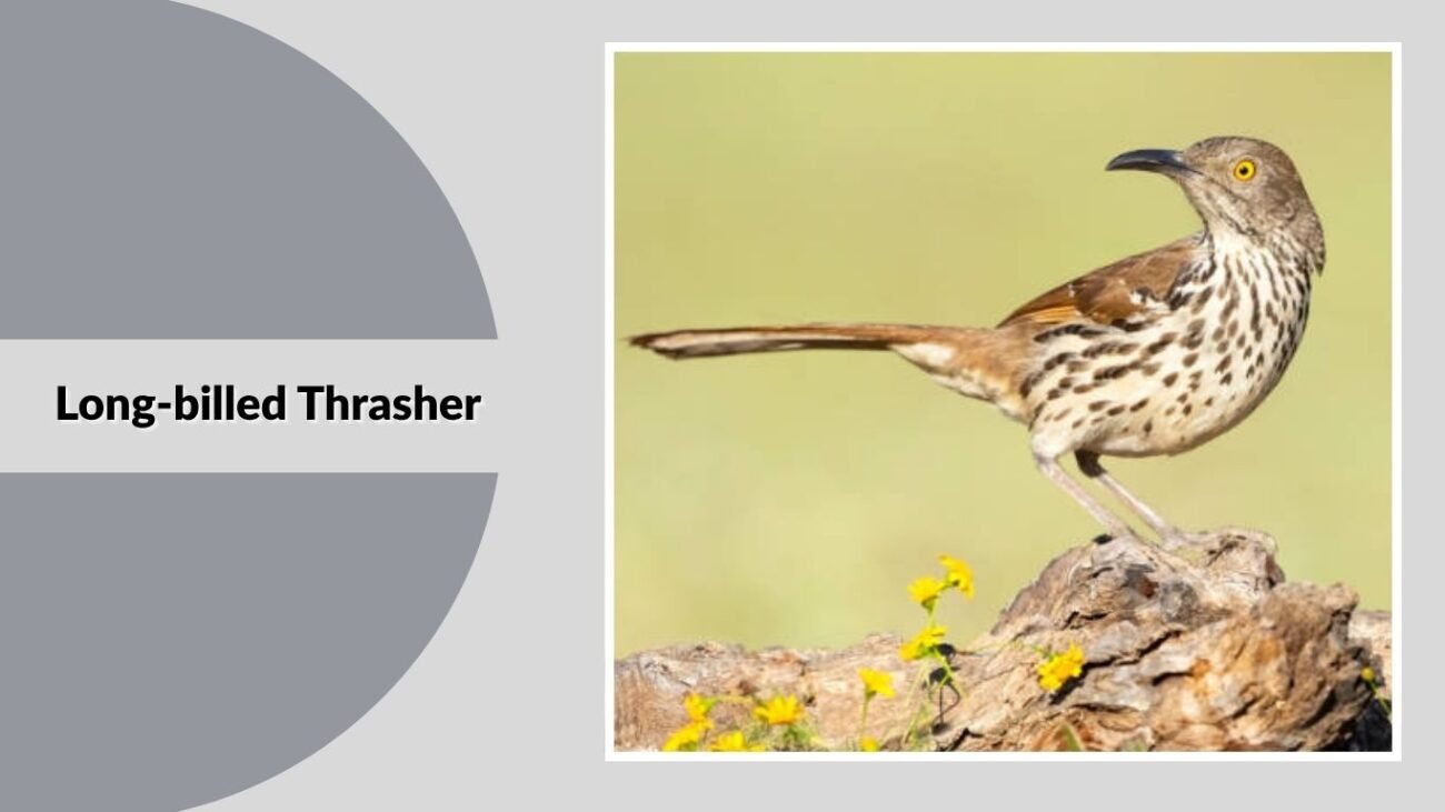 Long-billed Thrasher