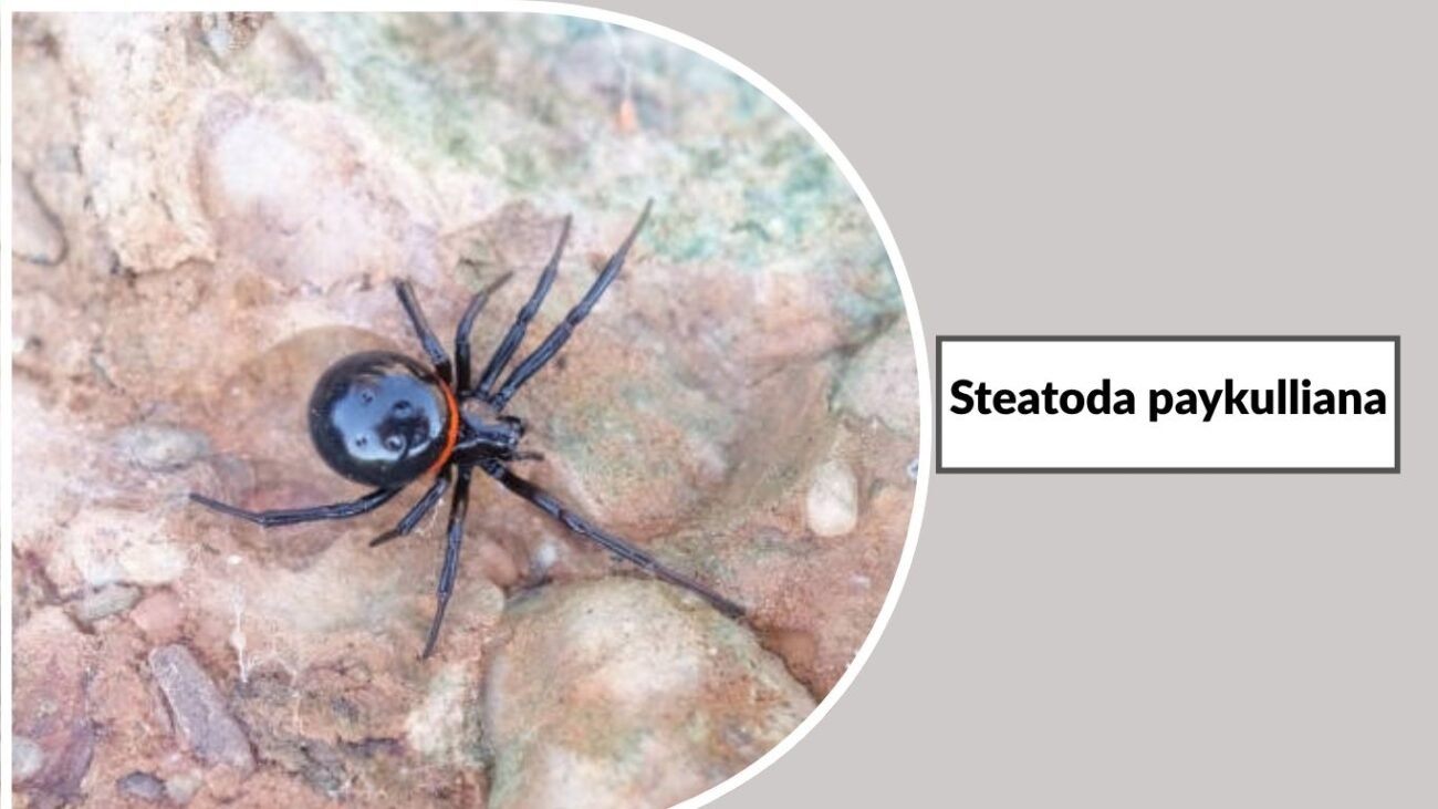 Steatoda paykulliana