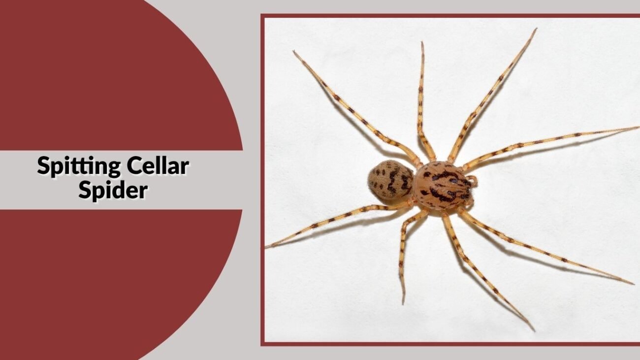 Spitting Cellar Spider