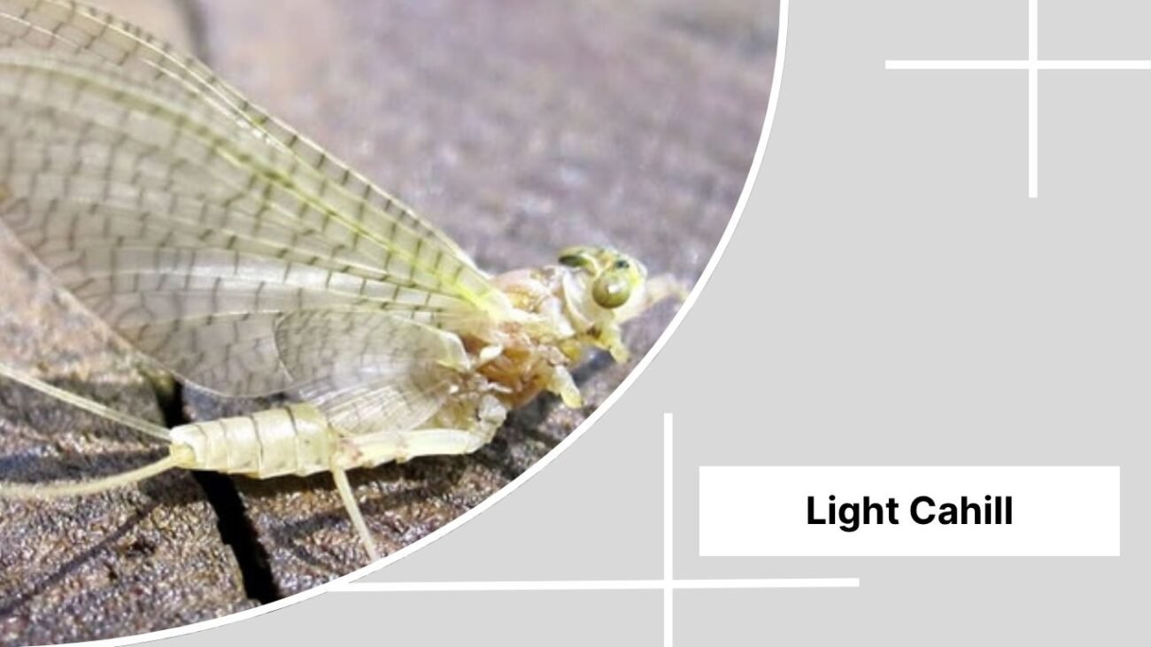 Light Cahill