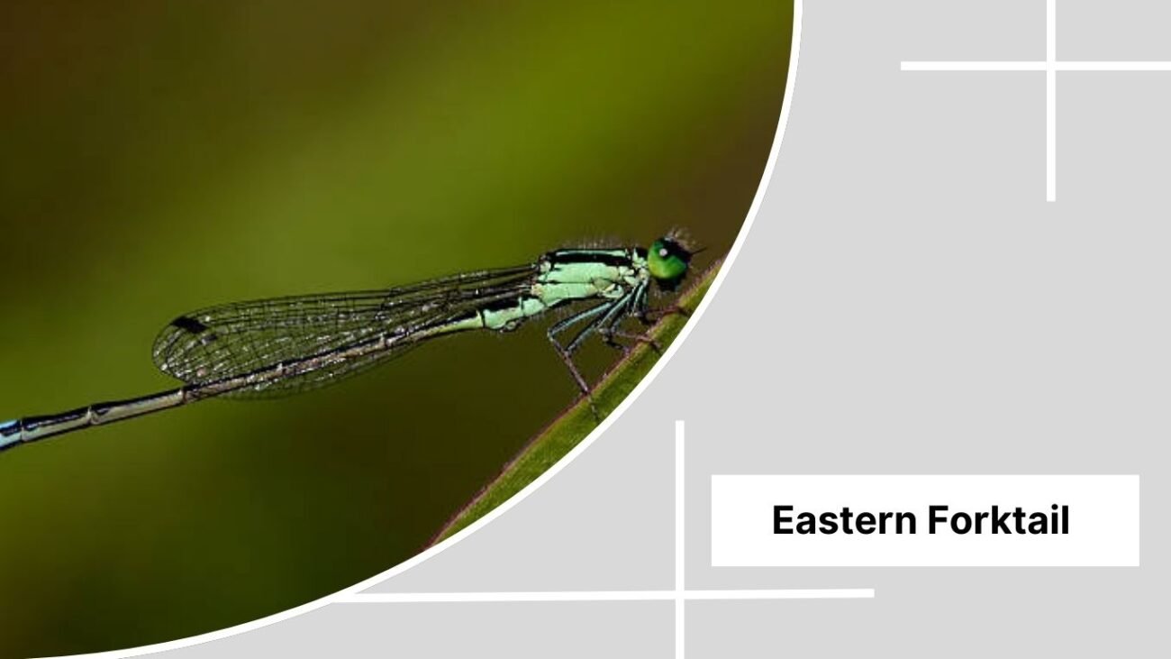 Eastern Forktail