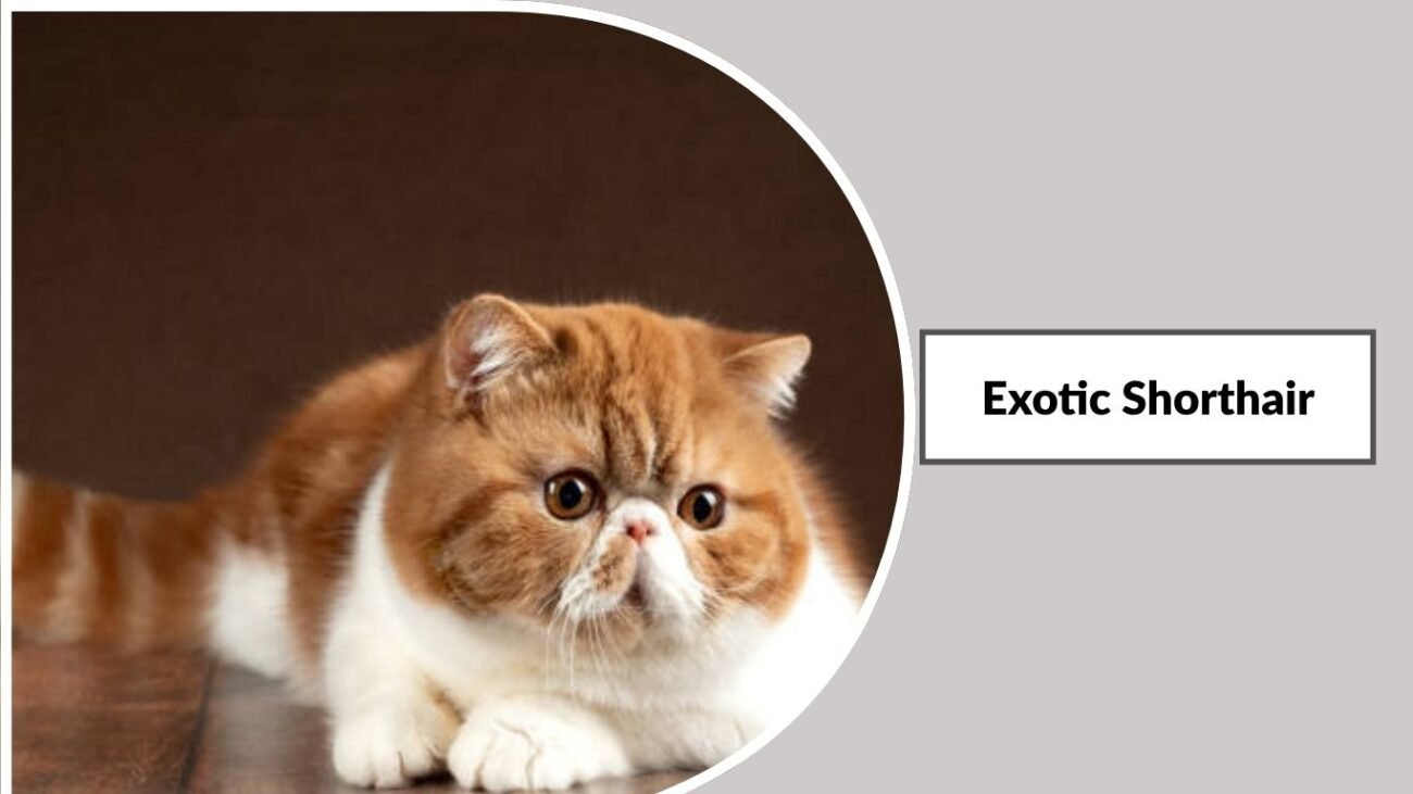 Exotic Shorthair
