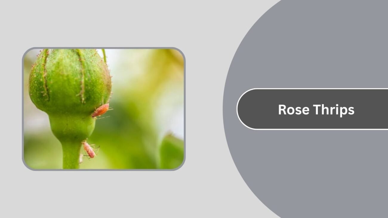  Rose Thrips