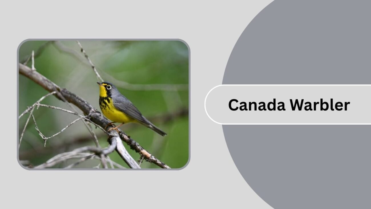 Canada Warbler