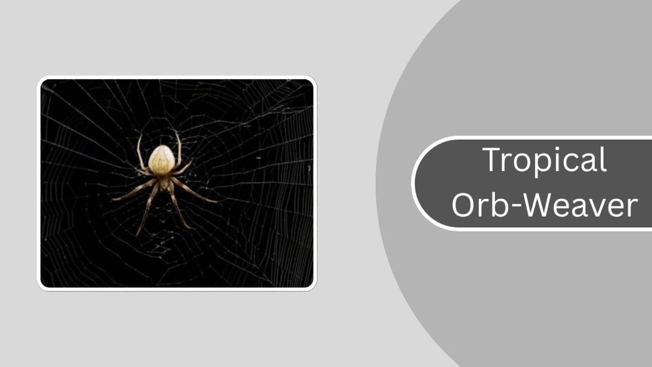 Tropical Orb-Weaver