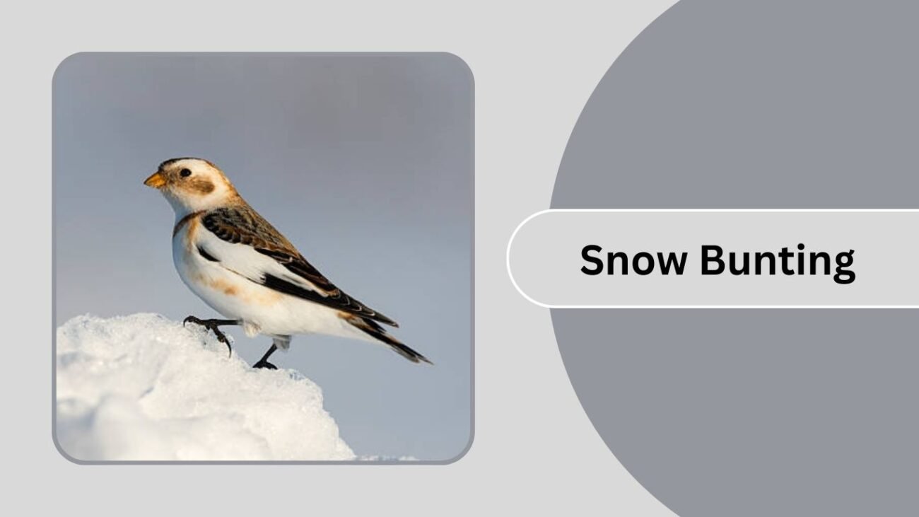 Snow Bunting