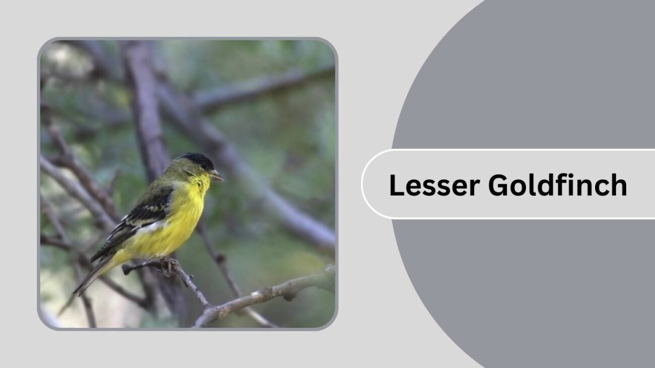 Lesser Goldfinch