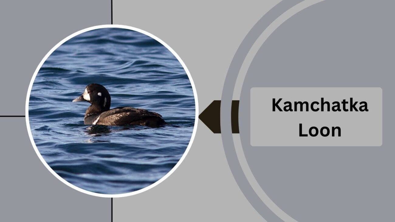 Kamchatka Loon