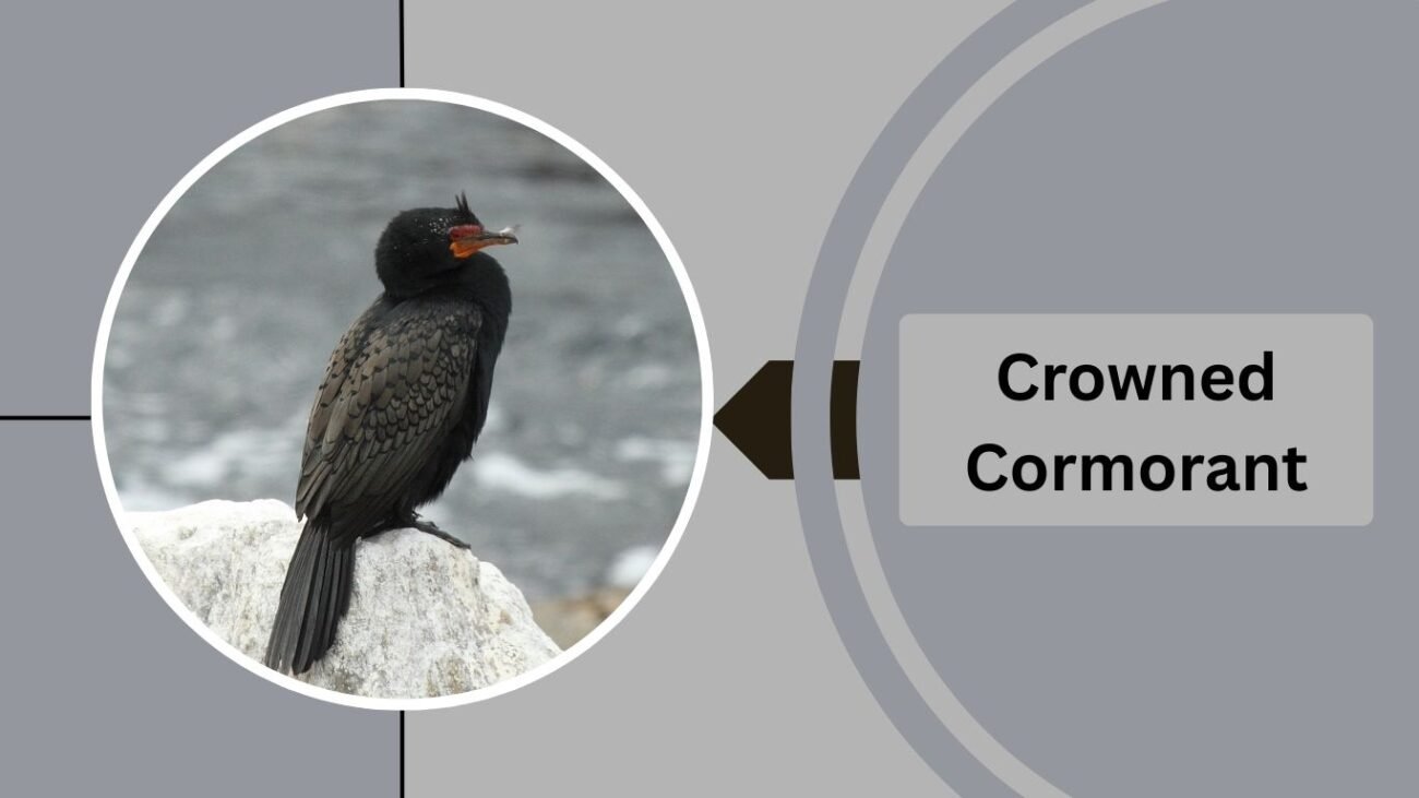 Crowned Cormorant