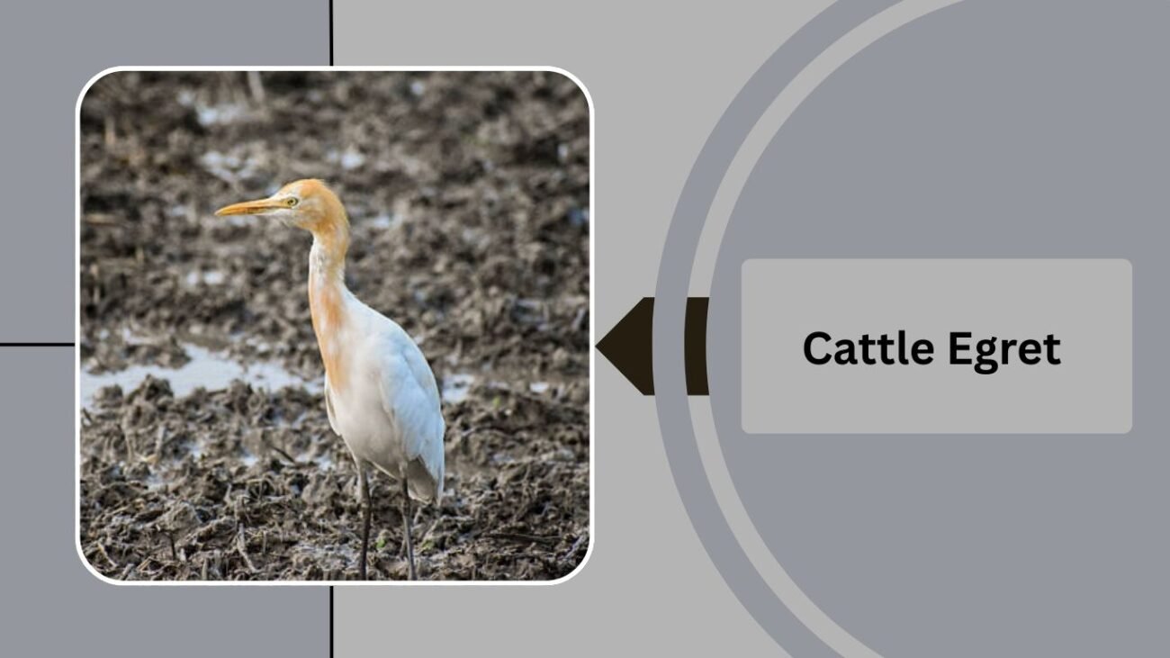 Cattle Egret
