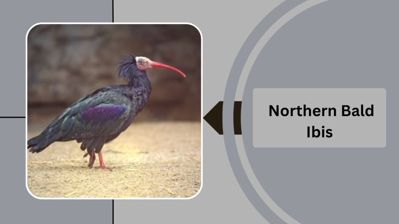 Northern Bald Ibis