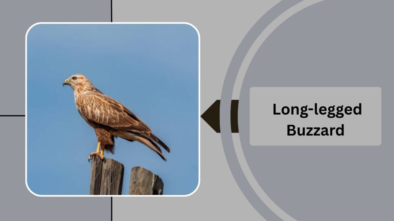  Long-legged Buzzard 