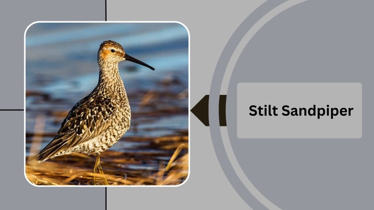 Stilt Sandpiper