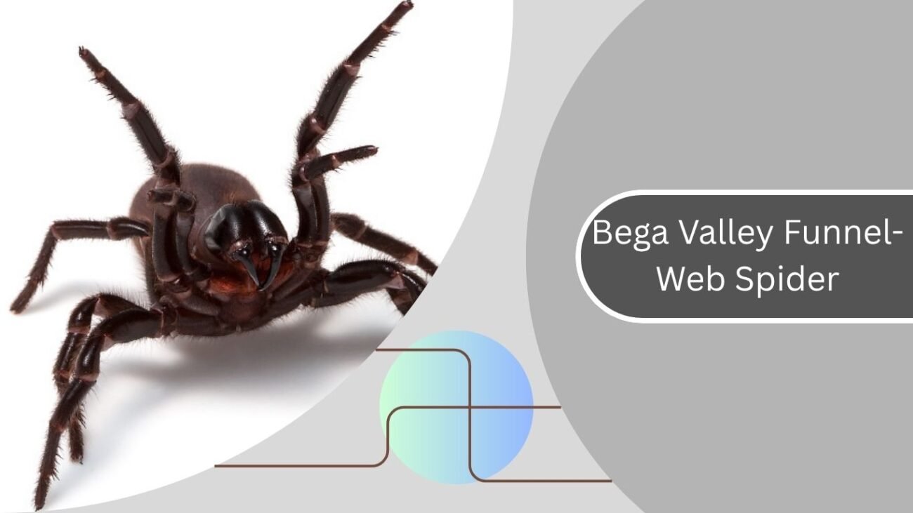  Bega Valley Funnel-Web Spider