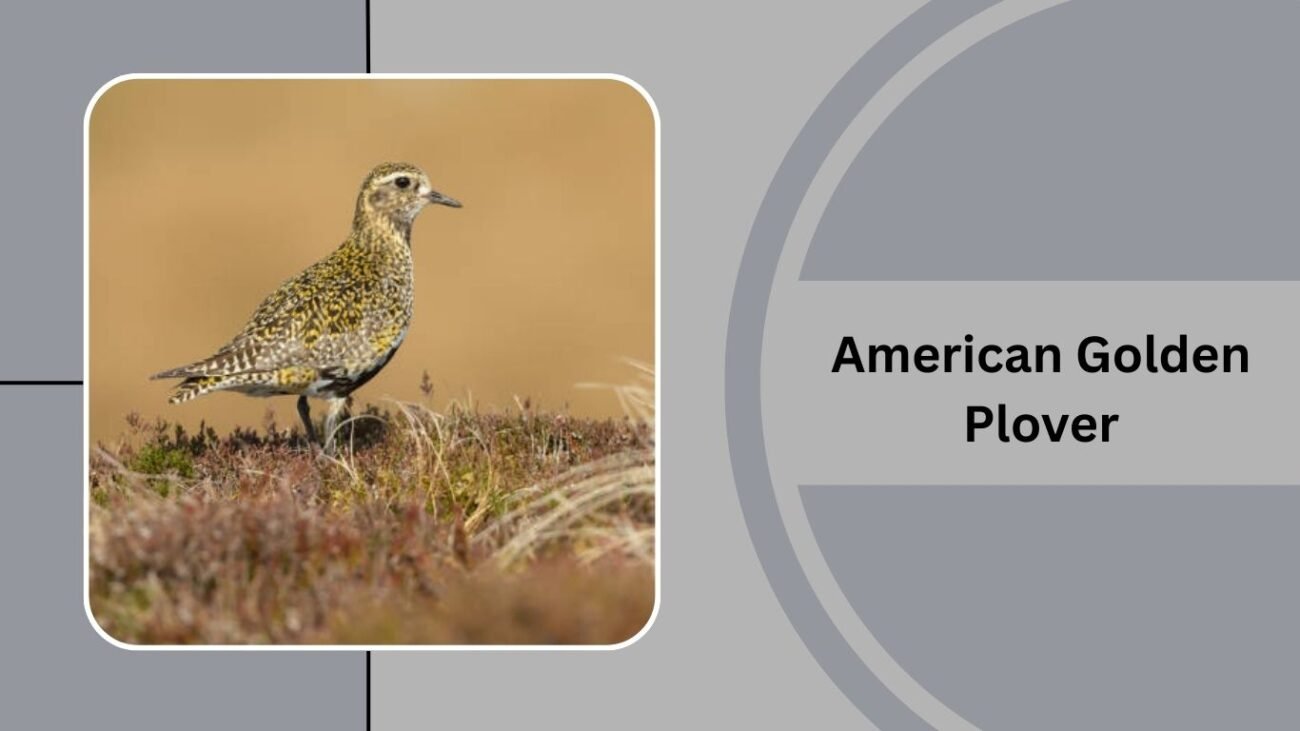 American Golden Plover