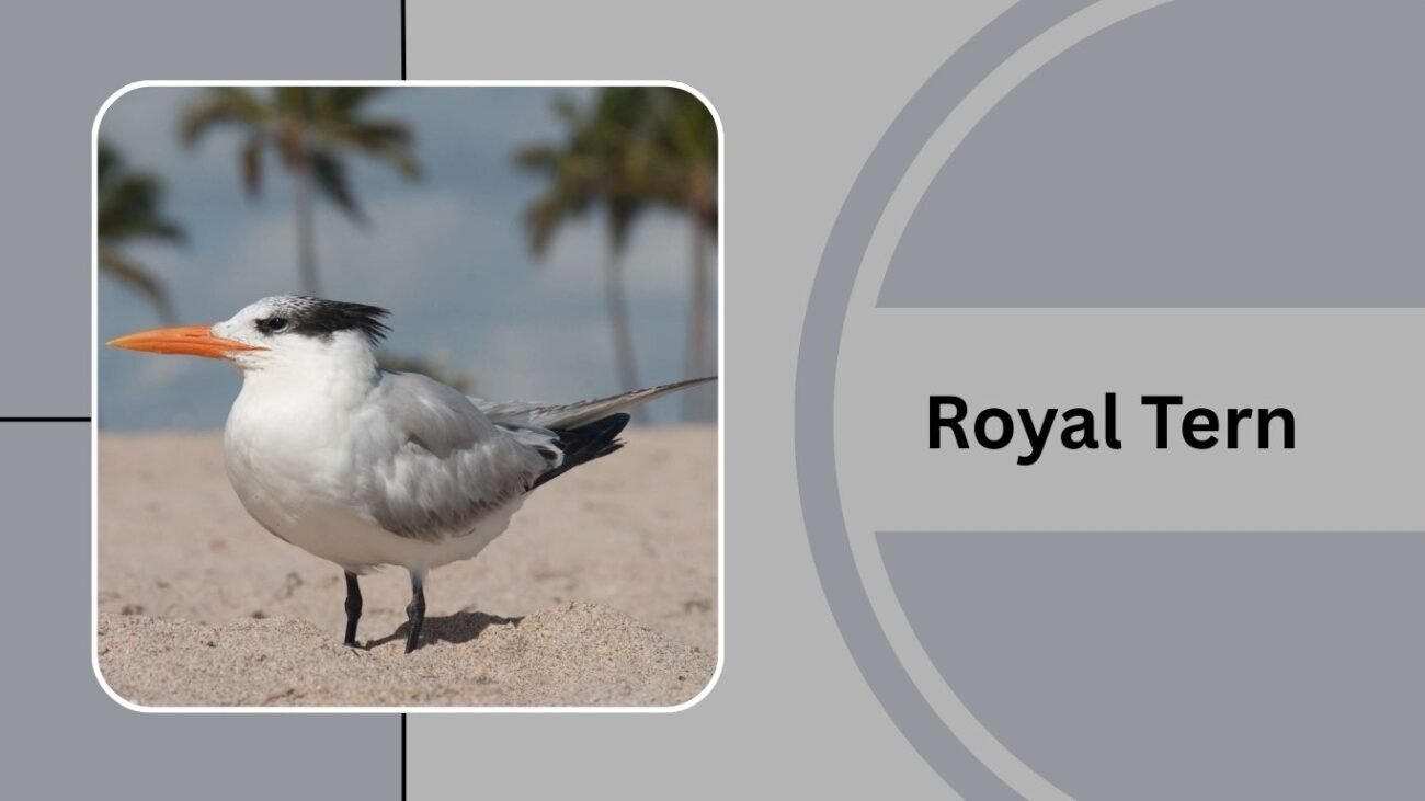 Royal Tern