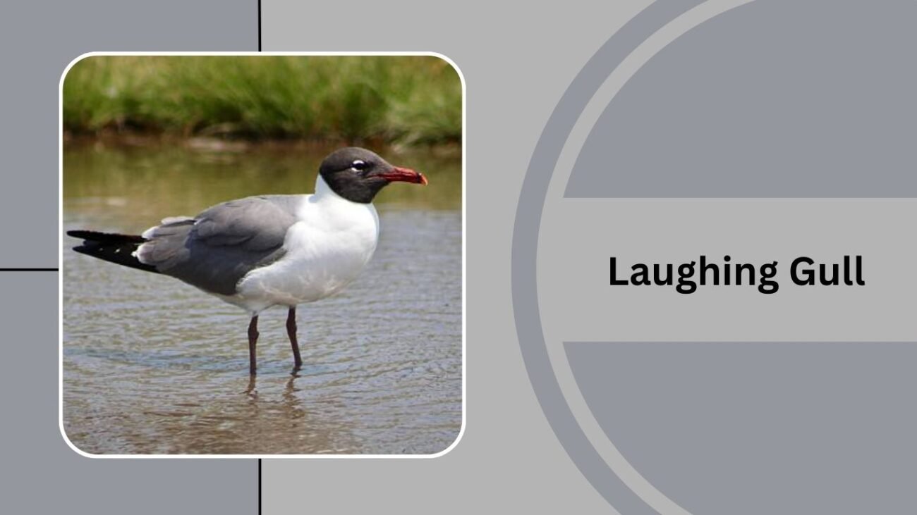 Laughing Gull