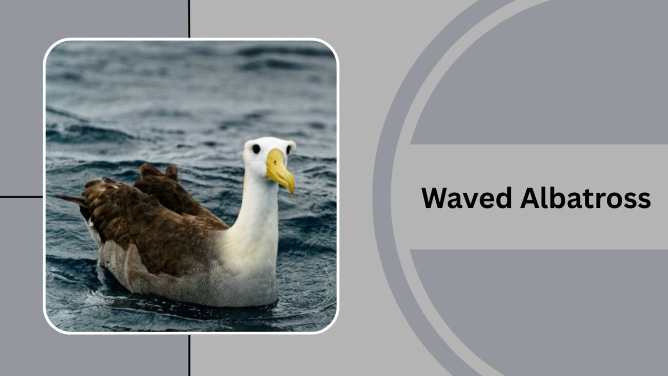 Waved Albatross