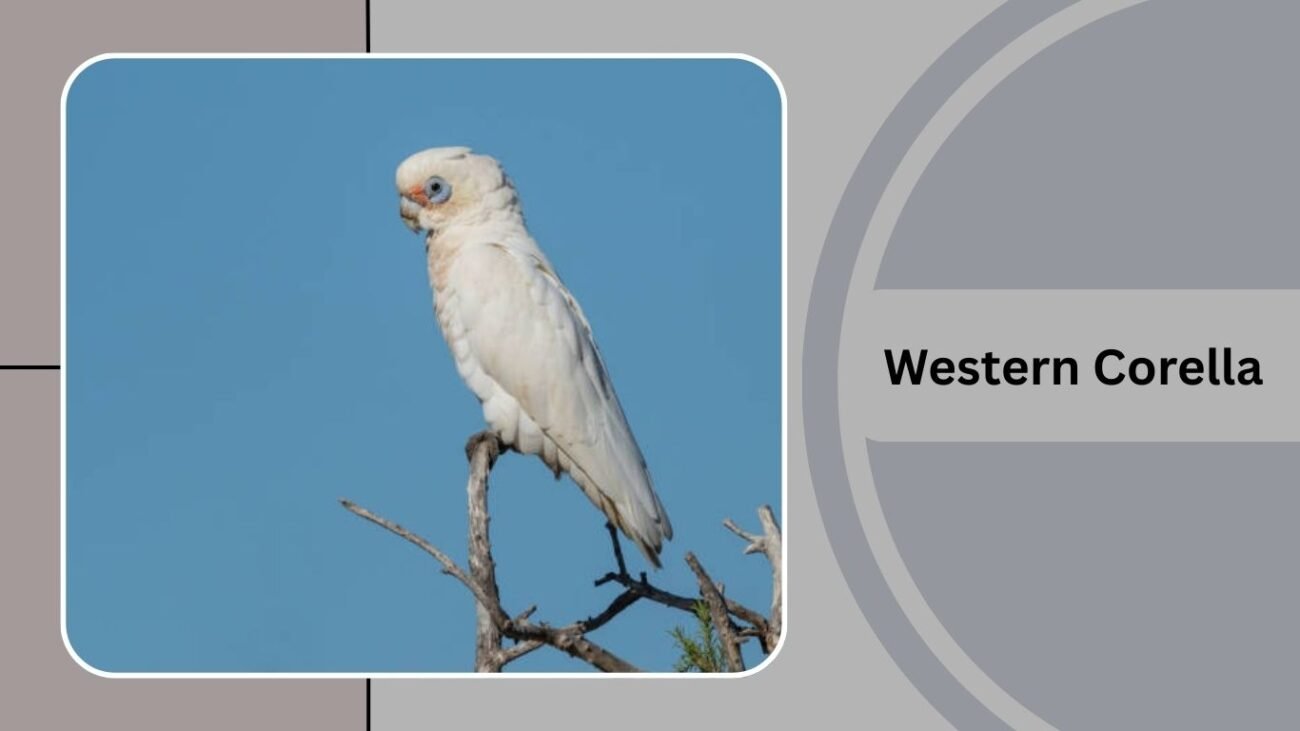  Western Corella