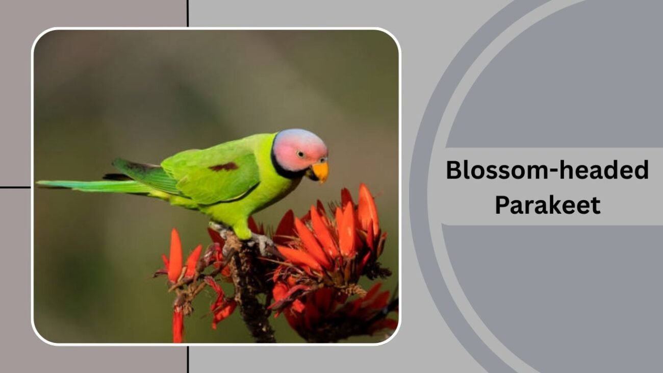 Blossom-headed Parakeet