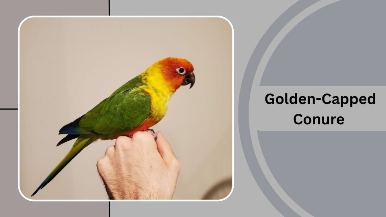Golden-Capped Conure